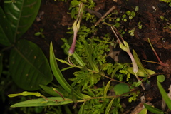 Ceropegia attenuata